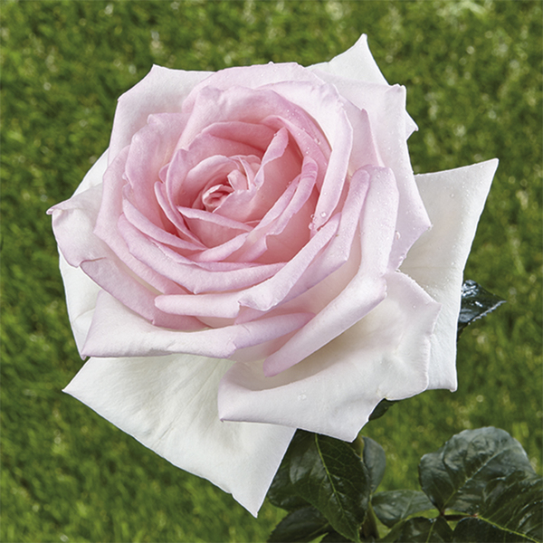 Rose arbustive da parco