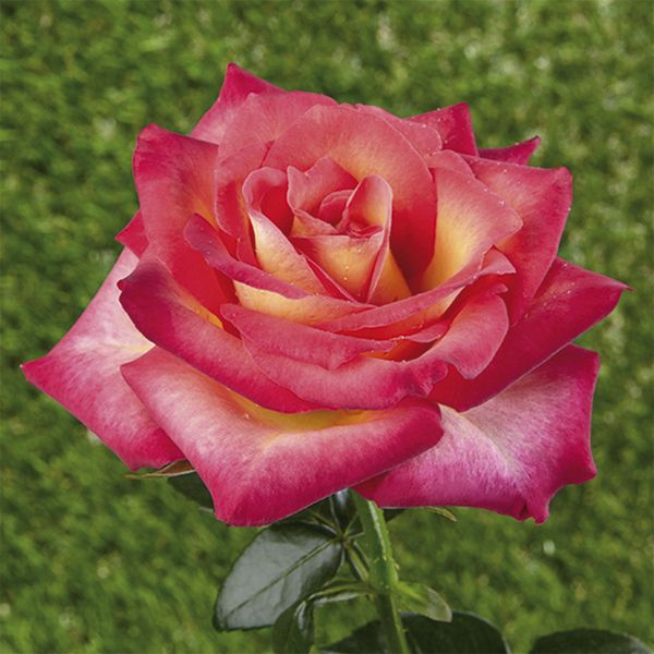 Mini - rosa nana